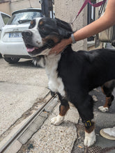 Laden Sie das Bild in den Galerie-Viewer, Tendiboots™ Canine Armband-Set – Größe L