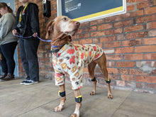 Charger l'image dans la galerie, Tendiboots™ Canine 🐶