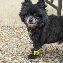 Charger l'image dans la galerie, Strap petite taille Tendiboots™ Canine