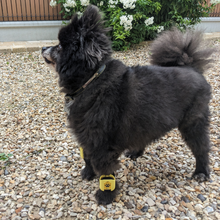 Charger l'image dans la galerie, Strap petite taille Tendiboots™ Canine