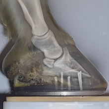 Charger l'image dans la galerie, Pack Tendiboots™ + Metron-DVM bundle