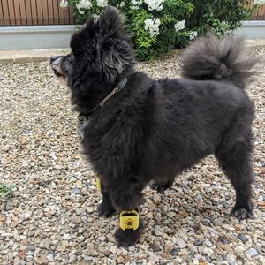 Strap petite taille Tendiboots™ Canine