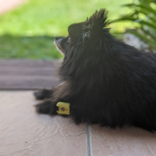 Charger l&#39;image dans la galerie, Strap petite taille Tendiboots™ Canine
