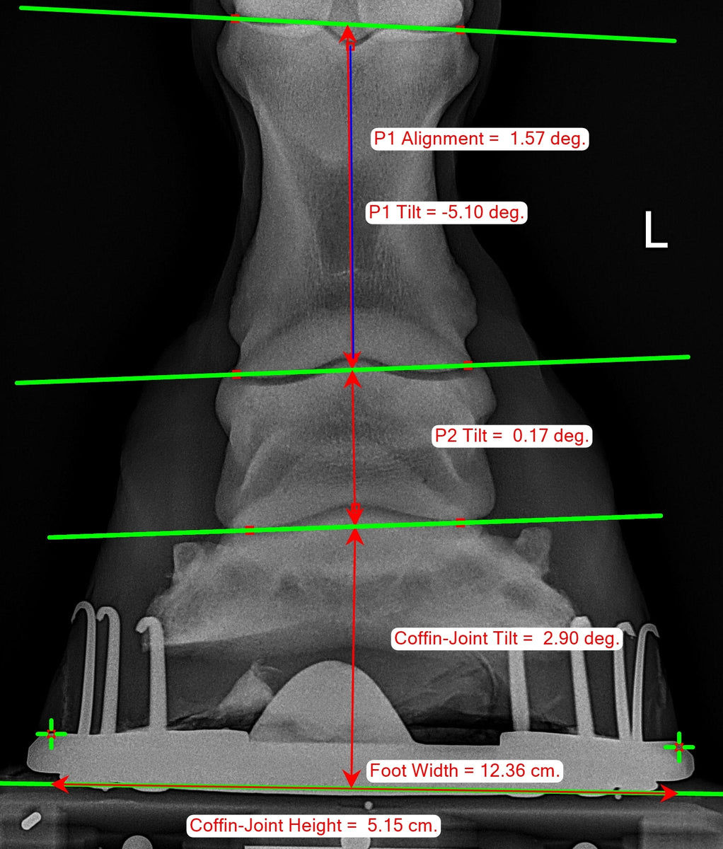 Metron-DVM bundle kit + touchscreen PC: Your equine X-rays analyzed in ...