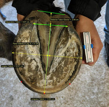 Load image into Gallery viewer, FloorCam Pro Kit: Easy Hoof Tracking
