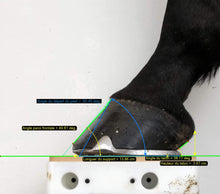 Charger l&#39;image dans la galerie, Kit pro bipodal : Suivi orthopédique du cheval complet

