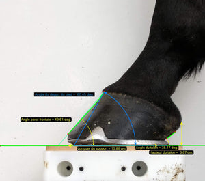 Bipodal pro kit: Orthopaedic follow-up of the complete horse